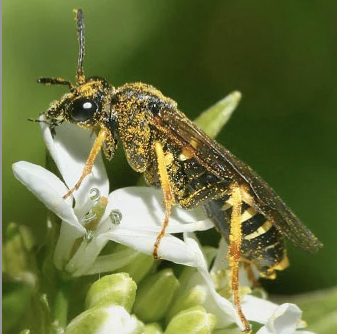Bilan 2022 du SPIPOLL : 499 types d'insectes identifiés